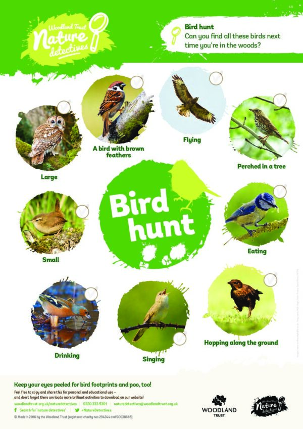 Bird Hunt